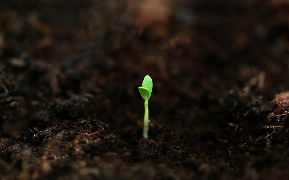 Sometimes It Takes a Death to Bring New Life