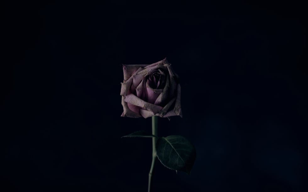 Death Never Has the Last Word