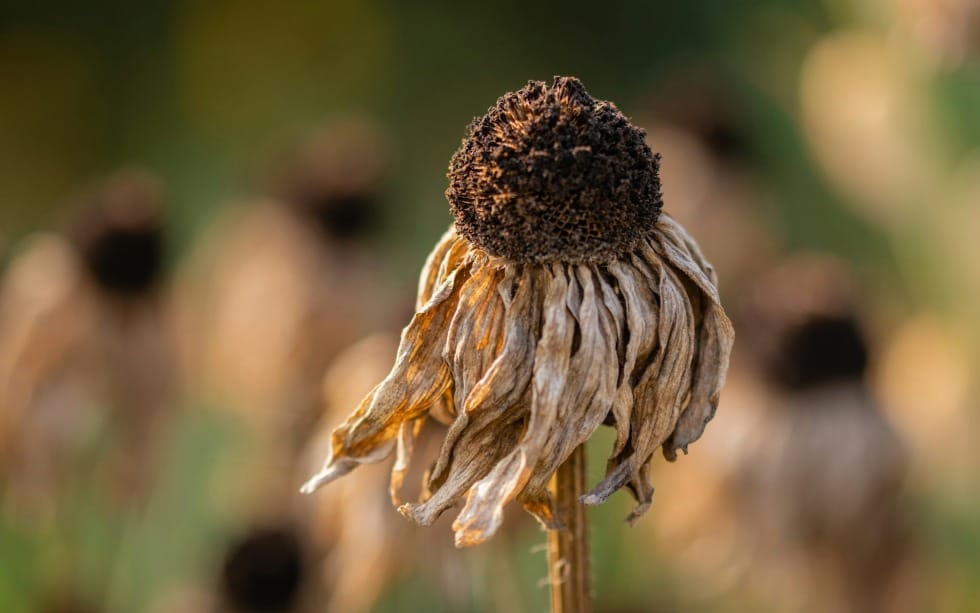 How To Be Thankful When You're In a Spiritual Drought