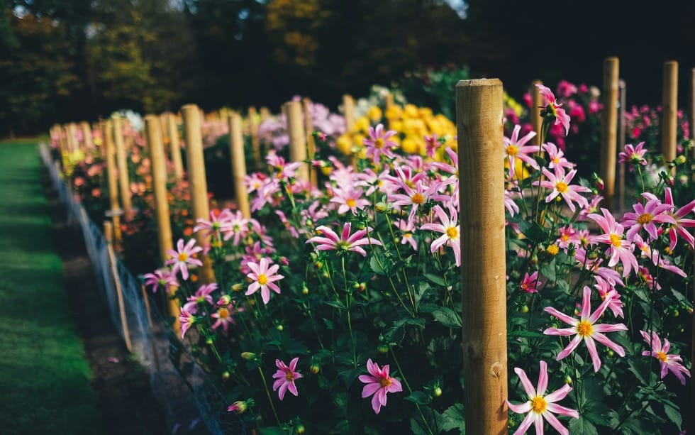 Are You Growing Fake Flowers?