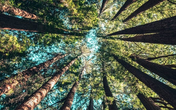 The Call of Wisdom (Proverbs 1:20-33)