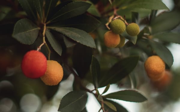 The Origin of Sin and the Fall (Genesis 3)