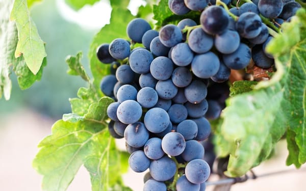 Why Would Jesus Turn Water into Wine?