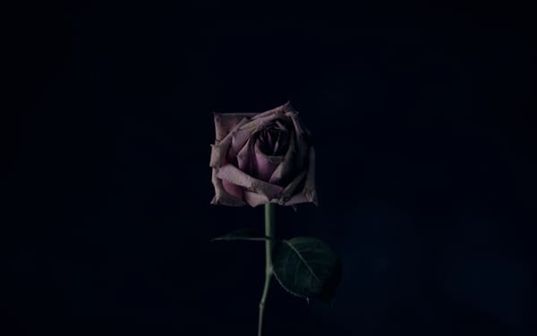 Death Never Has the Last Word
