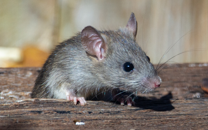 What Do You Do When Your Home Is Infested with Mice?